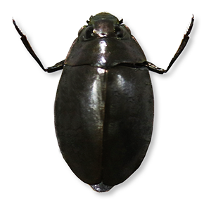 Beetle6.png
