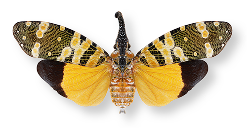 Lanternfly.png