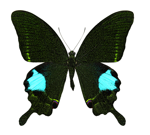 PapilioParis.png